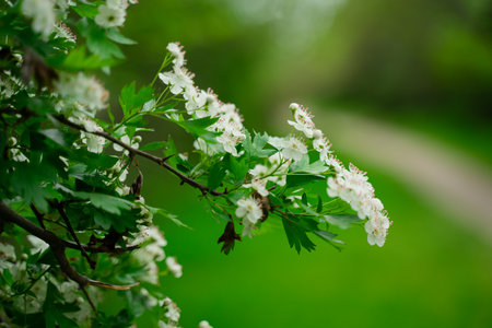 white flowering shrub tree, spring bloomの写真素材