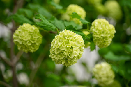 blooming hydrangea close-up, large green round buds, green flowersの写真素材
