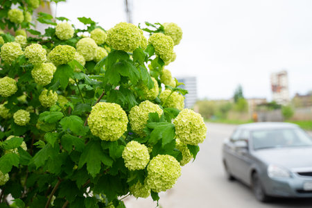 greenery growing near the road, blooming hydrangea close-up, large green round buds, green flowersの写真素材