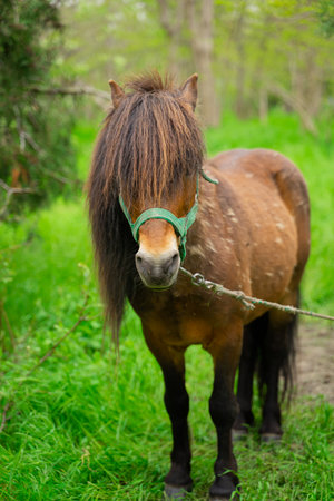 little pony in the green forest in full growthの写真素材