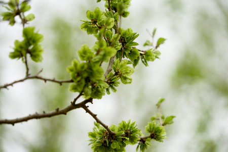 a branch covered with young green leaves, on a blurred background, spring, a tree blooms, leaves...