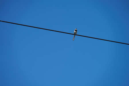 a bird sitting on a wire, a small bird on a wire a bird in the blue sky, a sparrowの写真素材