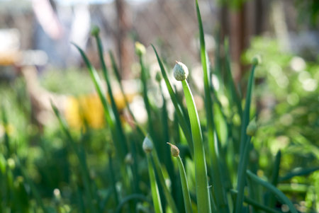 Green grass abstract blurred background. beautiful juicy young grass in sunlight rays. green leaf...