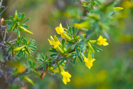 Yellow acacia flowers on branches and twigs in a spring garden.の写真素材