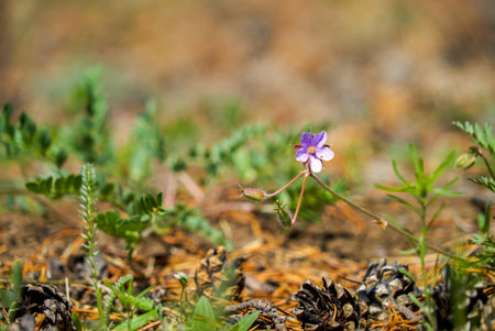 Meadow Blue Flowers