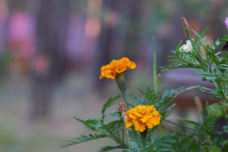 Marigold flower decorative on wall, flowery texture on floral floor, flowery pattern background, yellow marigold flower background, yellow marigold flower floor, yellow flowery texture, flowerer plantの写真素材