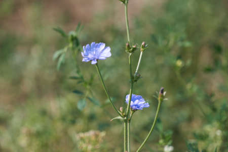 Chicory Pale Blue Wildflowers In Colorado Chicory Pale Blue Wildflowers In Coloradoの写真素材