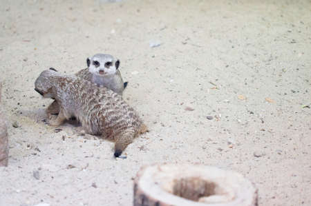 a couple of meerkats on the sandの写真素材