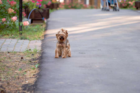 Small dog in a park. Autumn scenery. Dog walkingの写真素材