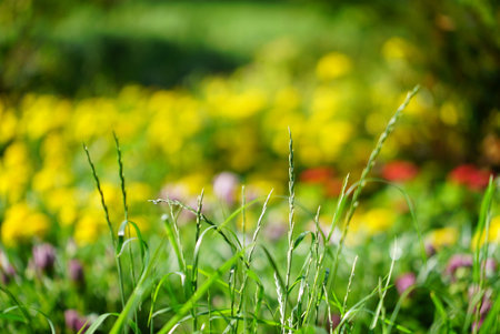 Green grass abstract blurred background. beautiful juicy young grass in sunlight rays. green leaf macro. Bright fresh Summer or spring nature background. Panoramic banner. copy spaceの写真素材