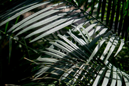 Fern leaves background. Close up of dark green fern leaves growing in forest. Shot from above