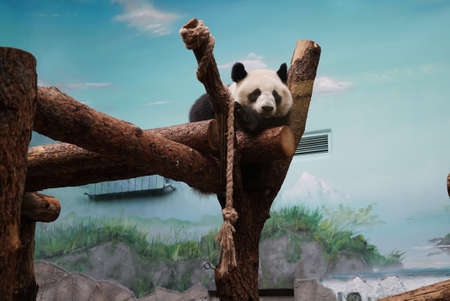 Giant panda is prepared to sleep on a tree branch.の写真素材