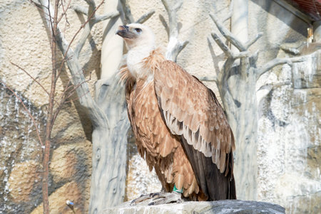 Big vulture bird