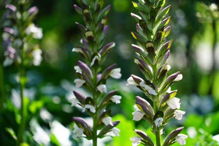 Field flower in nature on sunlight. Floral vintage and toning with filter effectの写真素材