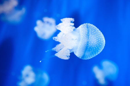 Beautiful white jellyfish in the aquarium on blue background. aquarium with blue water, Italy.の写真素材