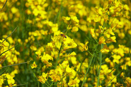 flower and beeの写真素材