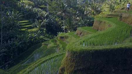green rice terrace in bali indonesiaの写真素材