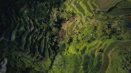 green rice terrace in bali indonesiaの写真素材
