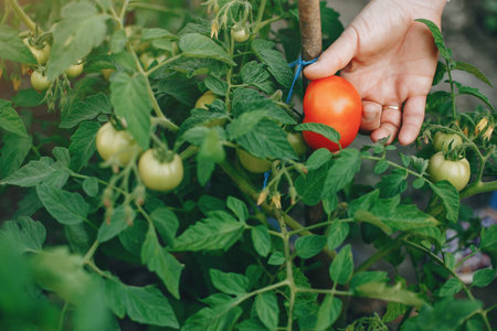 Woman works in a garden. Lady with a tomato and cucumbers