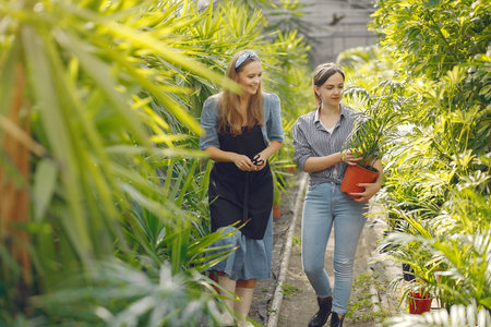 Women working in a greenhouse with a flowerpootsの写真素材
