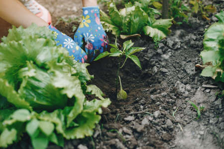 Woman works in a garden. Lady in a blue glovesの写真素材