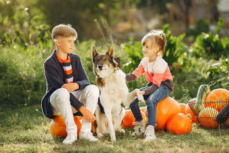 Cute childresn sitting on a garden near many pumpkinsの写真素材