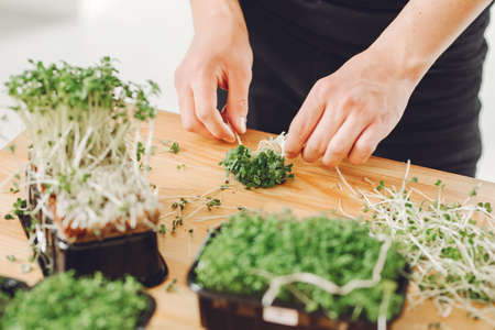Heap of beet micro greens on table backgroundの写真素材