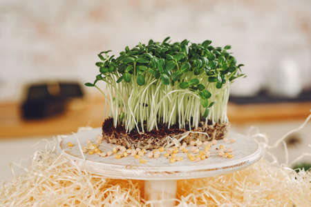 Heap of beet micro greens on table backgroundの写真素材