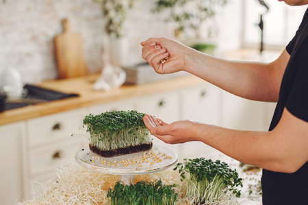Heap of beet micro greens on table backgroundの写真素材