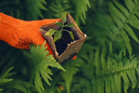 Womans hands in gloves planting young plantの写真素材