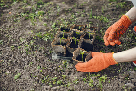 Womans hands in gloves planting young plantの写真素材