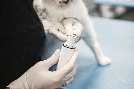 Woman takes care of a cat in the clinic on a couchの写真素材