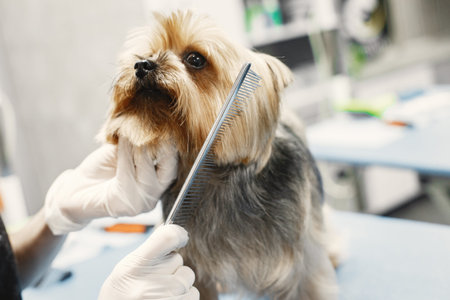 Haircut for dog breed Yorkshire Terrier