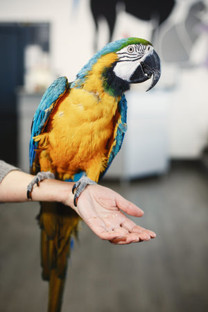 Colorful parrot blue yellow and black