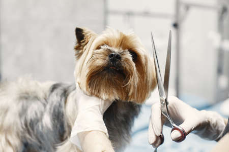 Haircut for dog breed Yorkshire Terrierの写真素材