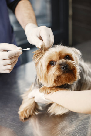 Doctor cleans dogs ears on couchの写真素材