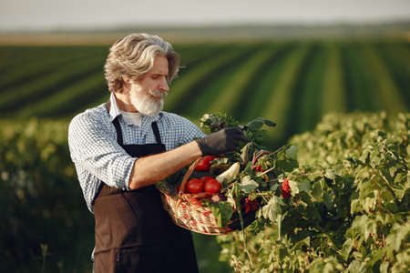 Senior with box vegetables garden background sunseの写真素材