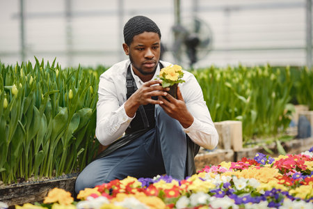 Gardener inspects flowers in a pot in greenhouseの写真素材