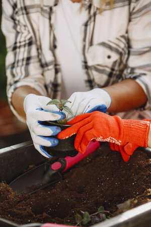 Gardeners hand planting flowers in potの写真素材
