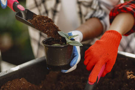 Gardeners hand planting flowers in potの写真素材