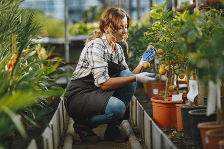 Woman in a apron working in a greenhouseの写真素材