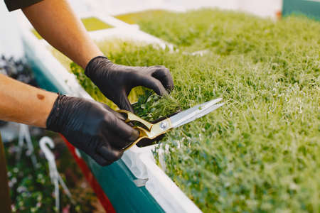 Heap of beet micro greens on table backgroundの写真素材