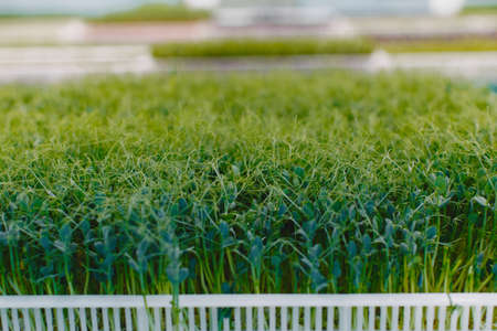 Heap of beet micro greens in a boxesの写真素材