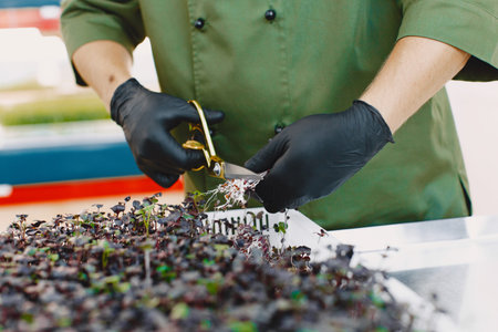 Heap of beet micro greens on table background