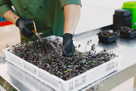 Heap of beet micro greens on table background