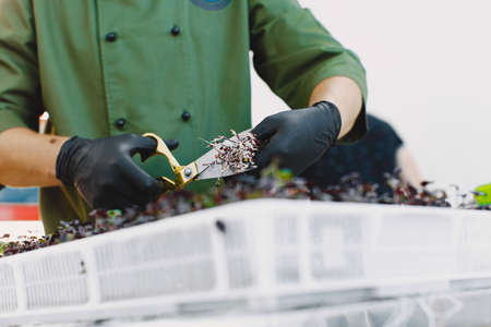 Heap of beet micro greens on table backgroundの写真素材