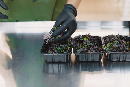 Heap of beet micro greens on table backgroundの写真素材