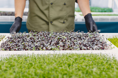 Heap of beet micro greens on table backgroundの写真素材