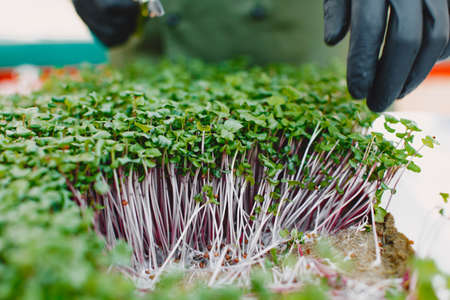 Heap of beet micro greens on table backgroundの写真素材