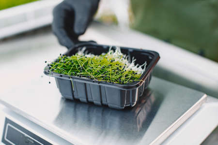 Heap of beet micro greens on table backgroundの写真素材